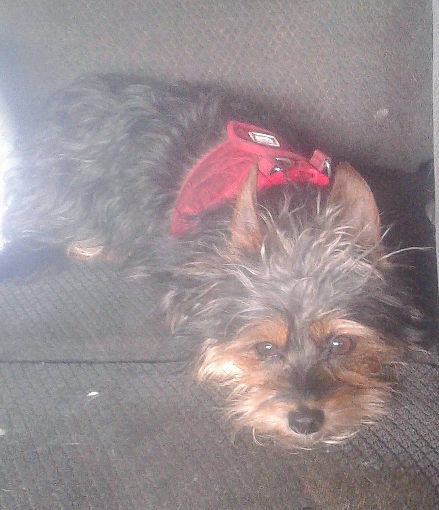 Scruffy joined the competition — help win amazing prizes! biewer_terrier, canidae, companion_dog, dog, dog_breed, dog_supply, fur, liver, small_terrier, snout, sporting_group, terrier, toy_dog, water_dog, yorkipoo