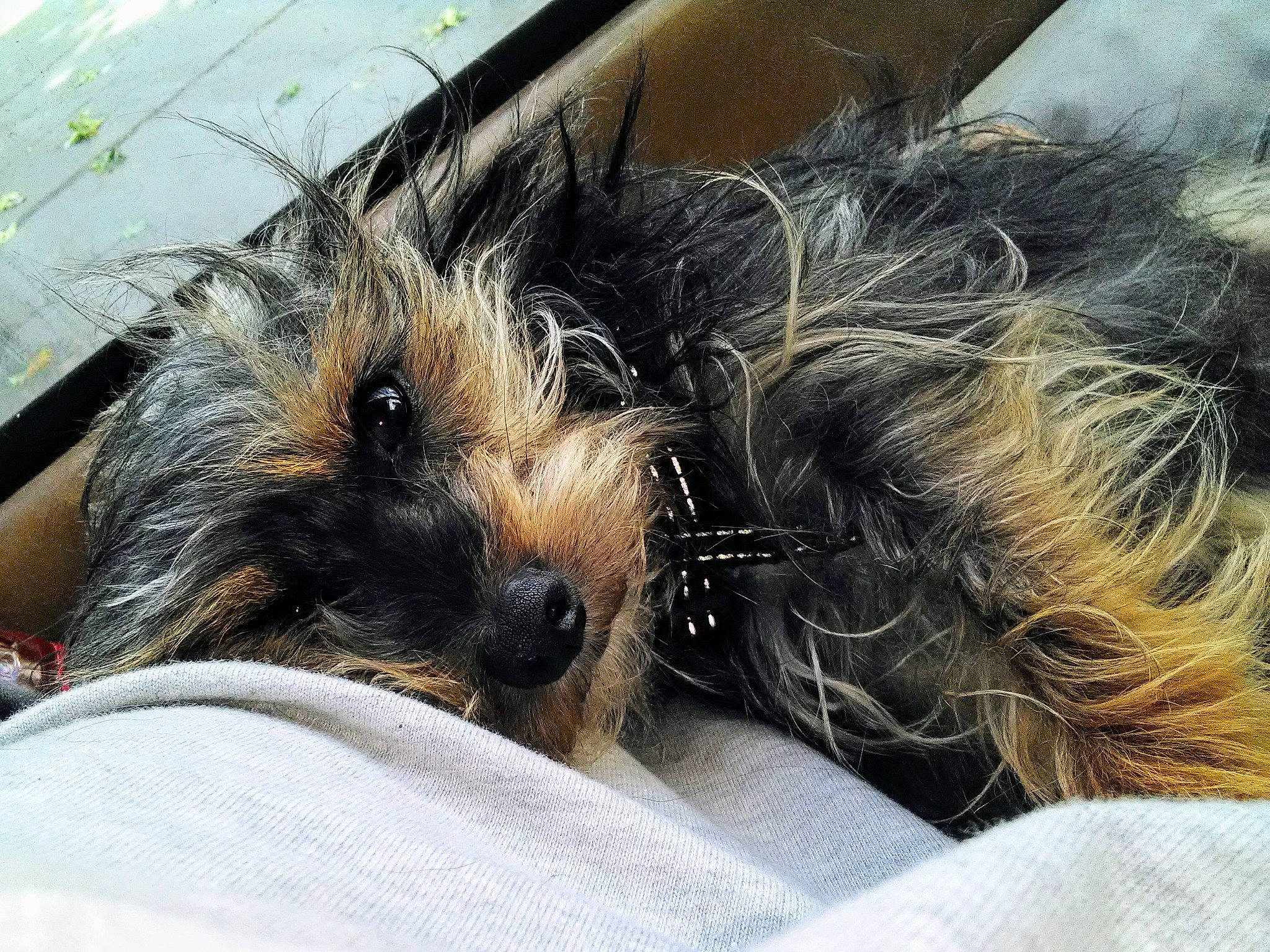 Scruffy is registered to the contest to win money with this photo: canidae, carnivore, claw, comfort, companion_dog, dog, dog_breed, fawn, felidae, fur, paw, small_terrier, snout, sporting_group, sunglasses, terrestrial_animal, terrier, toy_dog, whiskers, yorkipoo