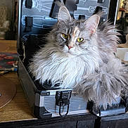 Arwen participe au concours pour gagner de l'argent avec cette photo : animal, background_duct, cat, closeup, cozy, domestic_interior, fur, furniture, indoor, long_hair_cat, maine_coon, metal_case, pet, portrait, relaxed, sitting, tool_case, whiskers, wooden_table, yellow_eyes