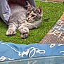 animal, artificial_grass, cat, curious, ears, feline, fence, fluffy, garden, gray_cat, outdoor, paw, pet, pet_toy, play, relaxed, resting, tile_floor, tunnel_toy, whiskers