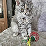 cat, cat_tree, close_up, curious, domestic_cat, ears, feathers, fluffy, furniture, gray_cat, indoor, kitten, pet, playful, sitting, soft_surface, tabby, toy, whiskers, young_cat