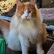 Warior participe au concours pour gagner de l'argent avec cette photo : cat, fluffy, orange, white, pet, outdoor, fence, mesh_fence, sunlight, animal, fur, ears, whiskers, cat_furniture, paws, sitting, curious, nature, daylight, portrait