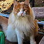 cat, fluffy, orange, white, pet, outdoor, fence, mesh_fence, sunlight, animal, fur, ears, whiskers, cat_furniture, paws, sitting, curious, nature, daylight, portrait
