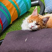 Warior participe au concours pour gagner de l'argent avec cette photo : animal, cat, colorful, cushion, daylight, domestic_cat, fabric, fence, garden, grass, leaves, orange_cat, outdoor, pet, play_tunnel, relaxing, resting, sleepy, soft, white_cat