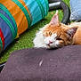 animal, cat, colorful, cushion, daylight, domestic_cat, fabric, fence, garden, grass, leaves, orange_cat, outdoor, pet, play_tunnel, relaxing, resting, sleepy, soft, white_cat