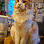 Warrior a rejoint le concours — aidez-le/la à gagner de superbes lots ! cat, orange, white, fluffy, long_hair, sitting, table, wooden_table, indoor, kitchen, plant, glass, appliance, window, furniture, pet, domestic_cat, curtains, background, closeup