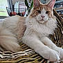 Warrior participe au concours pour gagner de l'argent avec cette photo : cat, fluffy, long_hair, indoor, basket, wicker, pet, animal, feline, relaxed, stretching, white, orange, ears, face, paws, fur, household, cozy, background