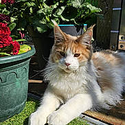 Warrior participe au concours pour gagner de l'argent avec cette photo : cat, fluffy, outdoor, garden, flower_pot, pink_flowers, greenery, sunlight, grass, relaxed, pet, animal, nature, plant, wooden_floor, closeup, feline, whiskers, ears, face