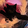 animal, black_cat, comfortable, cozy, curious, cute, domestic_cat, feline, fluffy, indoor, kitten, pet_bed, pink, playful, resting, small, soft_texture, stretching, white_fur, wide_eyes