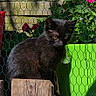 animal, black_cat, cute, fence, flower_pot, garden, green_planter, kitten, nature, outdoor, pet, pink_flowers, plant, shadow, sitting, small_cat, sunlight, wire_fence, wood, wooden_post