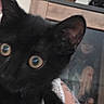 black_cat, kitten, pet, animal, indoor, person_partial, ear, eyes, furniture, cabinet, glass, home, curious, close_up, portrait, young_animal, domestic, cute, alert, holding