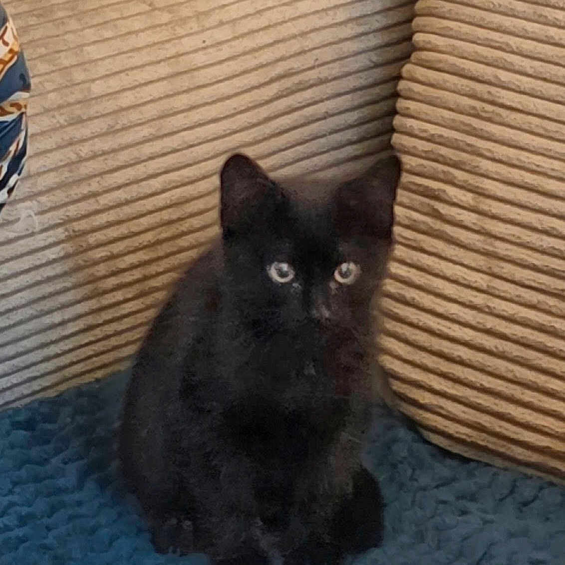 Raven