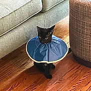 Missy joined the competition — help win amazing prizes! black_cat, cat, protective_cone, cone, pet, animal, indoor, wooden_floor, couch, ottoman, furniture, curious, sitting, quiet, domestic_cat, household, floor, blue_cone, pet_accessory, side_view