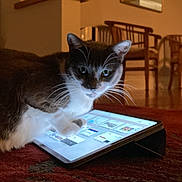Kiki is registered to the contest to win money with this photo: cat, tablet, paw, living_room, carpet, wooden_chair, mirror, indoor, pet, curious, technology, furniture, warm_lighting, reflection, whiskers, floor, cozy, domestic, animal, screen