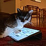 cat, tablet, paw, living_room, carpet, wooden_chair, mirror, indoor, pet, curious, technology, furniture, warm_lighting, reflection, whiskers, floor, cozy, domestic, animal, screen