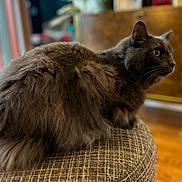 Buddy is registered to the contest to win money with this photo: cat, gray_cat, fluffy, feline, pet, indoor, ottoman, furniture, focused, side_view, fur, animal, cozy, blurred_background, texture, domestic_cat, resting, calm, sitting, portrait