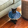 black_cat, cat, protective_cone, cone, pet, animal, indoor, wooden_floor, couch, ottoman, furniture, curious, sitting, quiet, domestic_cat, household, floor, blue_cone, pet_accessory, side_view