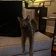 Artie joined the competition — help win amazing prizes! cat, gray_cat, chair, furniture, lamp, plant, indoor, pet, relaxed, stretching, cozy, living_room, wooden_floor, photograph_frame, table, pillow, home, domestic_animal, animal, mammal