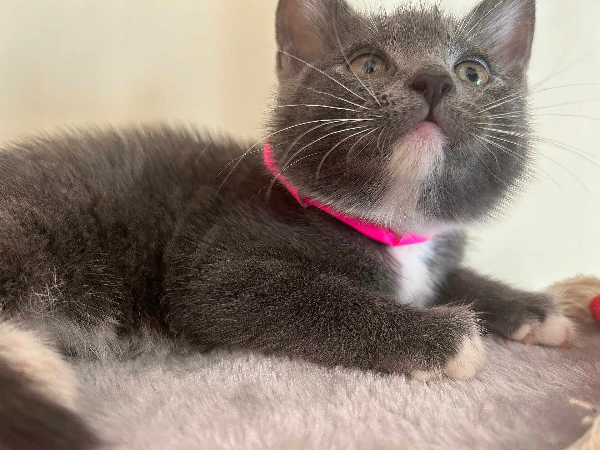 Niña