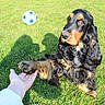 dog, grass, hand, soccer_ball, outdoor, pet, animal, playing, sunlight, shadow, fur, black, tan, paw, field, friendly, nature, summer, cute, interaction