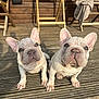 animal, blanket, brown, companion, curious, cute, dog, ears, face, french_bulldog, outdoor, pet, playful, portrait, puppy, sitting, sunlight, two_dogs, wooden_chair, wooden_deck
