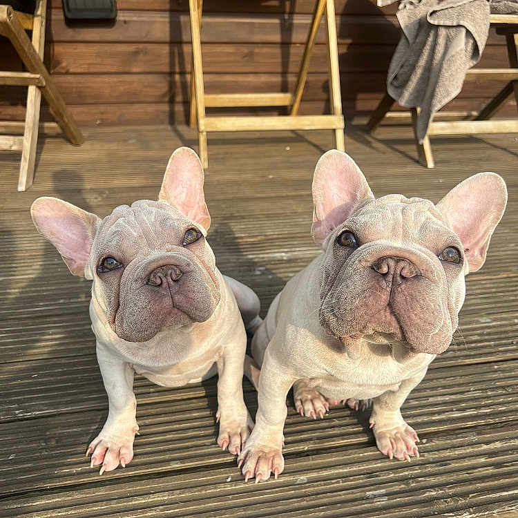 Stuart And Norman is registered to the contest to win money with this photo: animal, blanket, brown, companion, curious, cute, dog, ears, face, french_bulldog, outdoor, pet, playful, portrait, puppy, sitting, sunlight, two_dogs, wooden_chair, wooden_deck