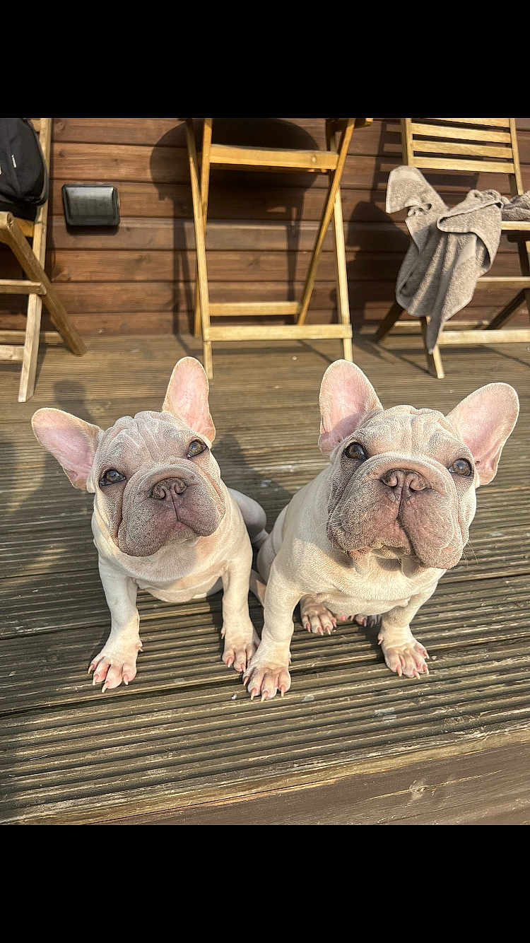 Stuart And Norman is registered to the contest to win money with this photo: animal, blanket, brown, companion, curious, cute, dog, ears, face, french_bulldog, outdoor, pet, playful, portrait, puppy, sitting, sunlight, two_dogs, wooden_chair, wooden_deck