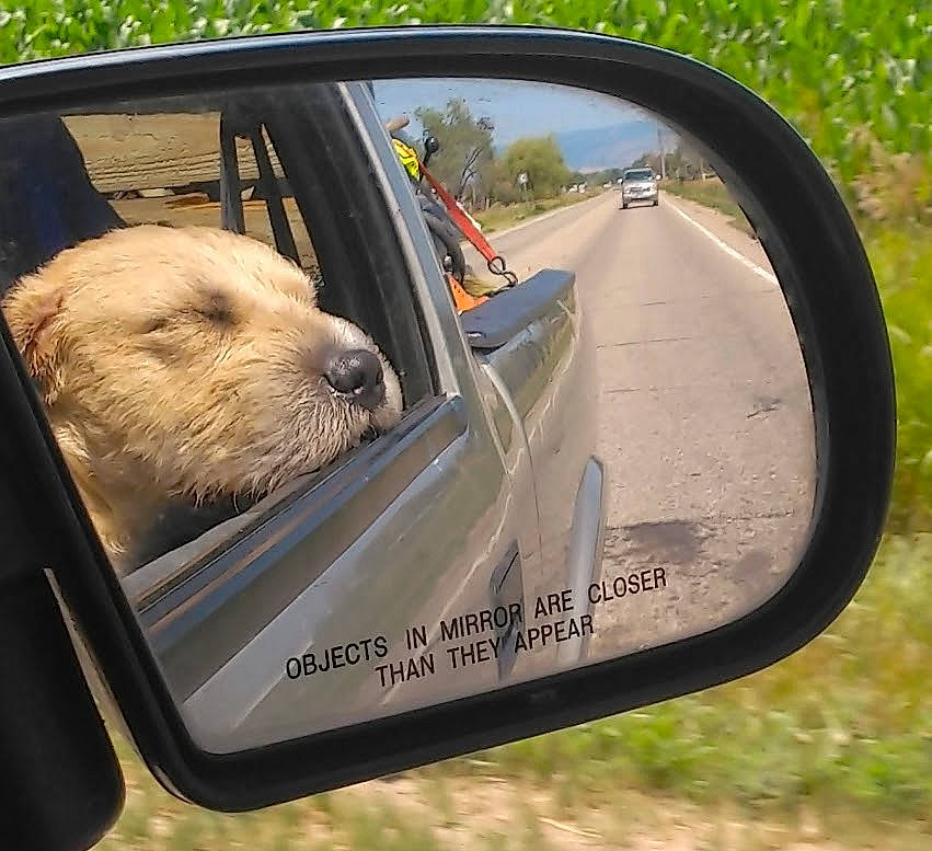 Kendrick joined the competition — help win amazing prizes! auto_part, automotive_design, automotive_exterior, automotive_mirror, automotive_side_view_mirror, car, carnivore, companion_dog, dog, land_vehicle, mirror, mode_of_transport, motor_vehicle, plant, rear_view_mirror, tints_and_shades, tree, vehicle, vehicle_door, windscreen_wiper