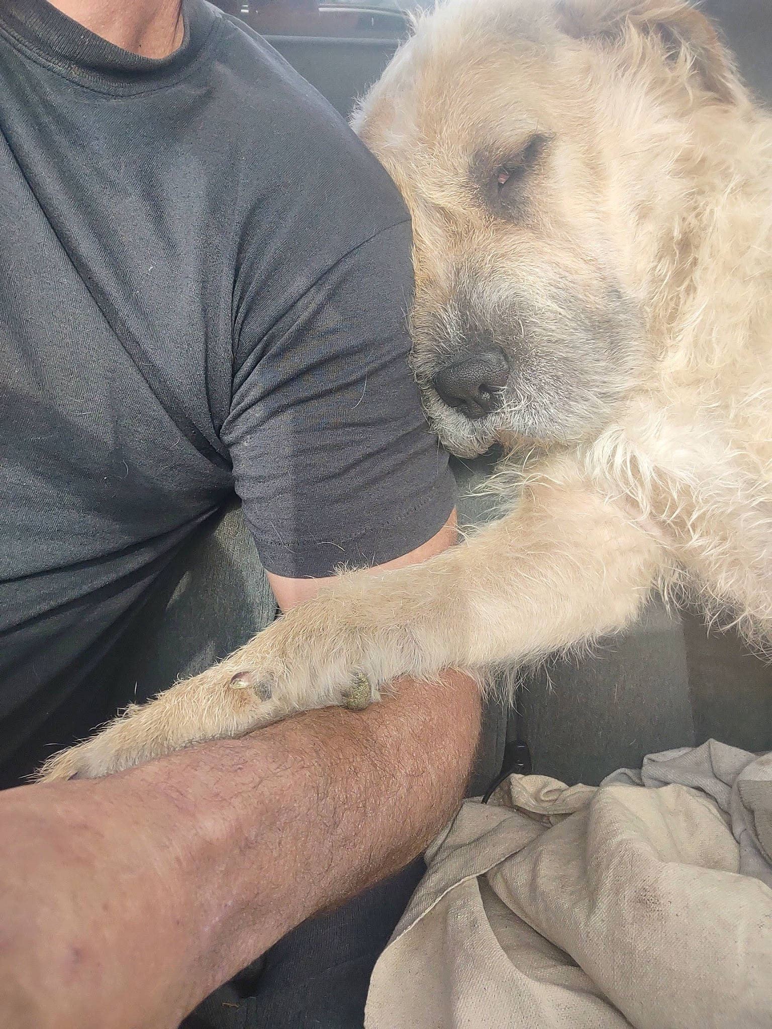 Kendrick joined the competition — help win amazing prizes! canidae, carnivore, claw, companion_dog, dog, dog_breed, elbow, fawn, fur, gesture, human_leg, sitting, sleeve, snout, sporting_group, t_shirt, terrestrial_animal, whiskers