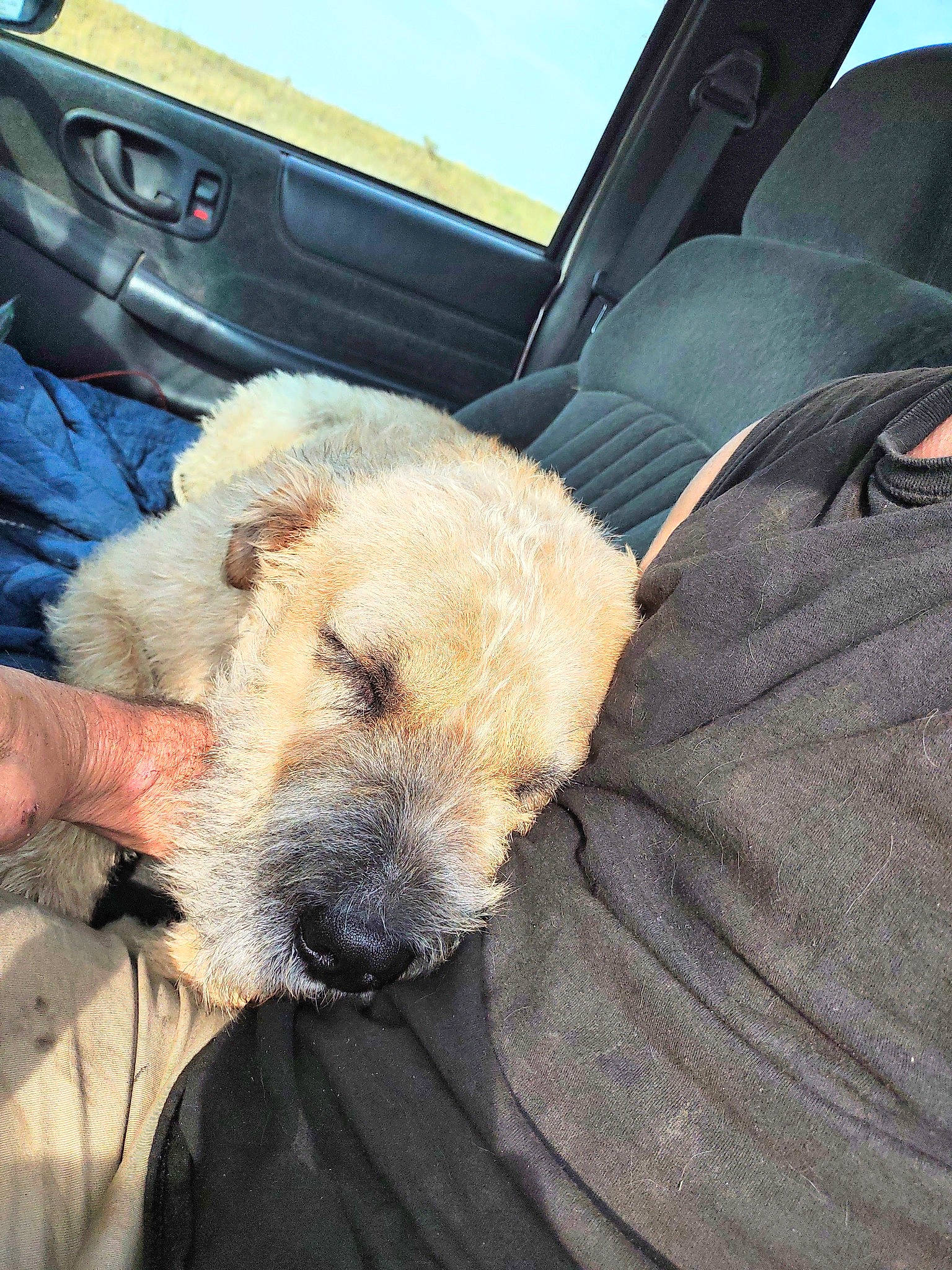 Kendrick is registered to the contest to win money with this photo: auto_part, car, car_seat, car_seat_cover, carnivore, comfort, companion_dog, dog, dog_breed, fawn, fur, head_restraint, motor_vehicle, personal_luxury_car, radio, snout, steering_wheel, vehicle, vehicle_door, windshield