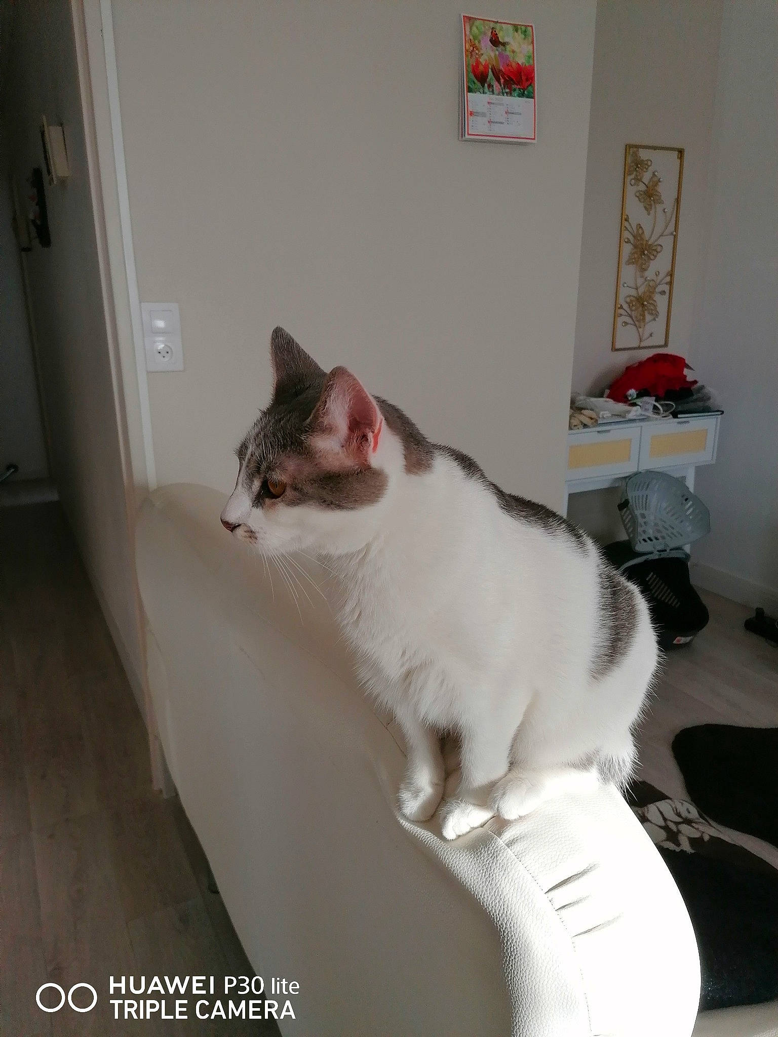 Fripouille participe au concours pour gagner de l'argent avec cette photo : carnivore, cat, comfort, domestic_short_haired_cat, door, felidae, flooring, formal_wear, fur, hardwood, luggage_and_bags, paw, picture_frame, room, sitting, small_to_medium_sized_cats, tail, whiskers, wood