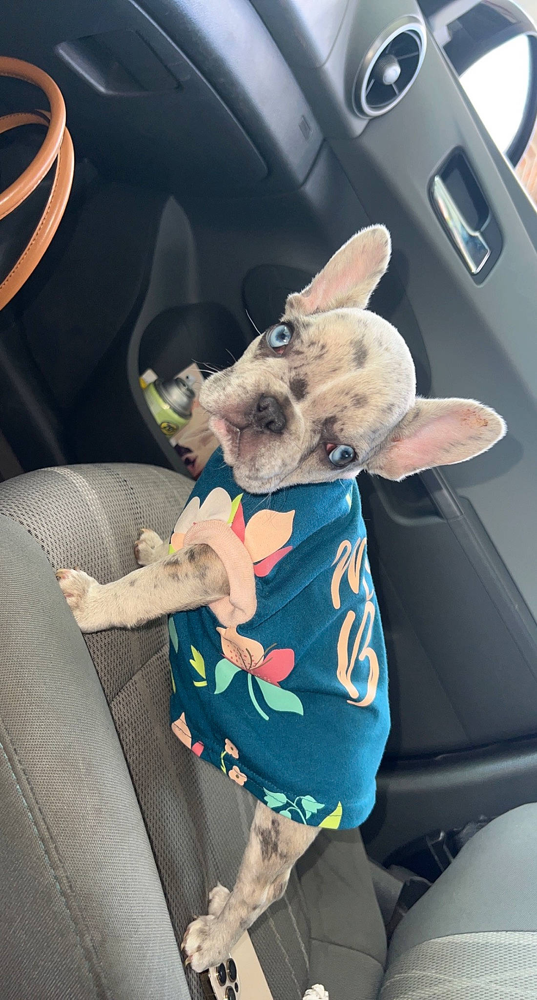 Chanel is registered to the contest to win money with this photo: auto_part, automotive_exterior, automotive_lighting, car, car_seat, carnivore, companion_dog, dog, dog_breed, family_car, fawn, fur, motor_vehicle, snout, steering_wheel, stuffed_toy, toy_dog, trunk, vehicle, vehicle_door