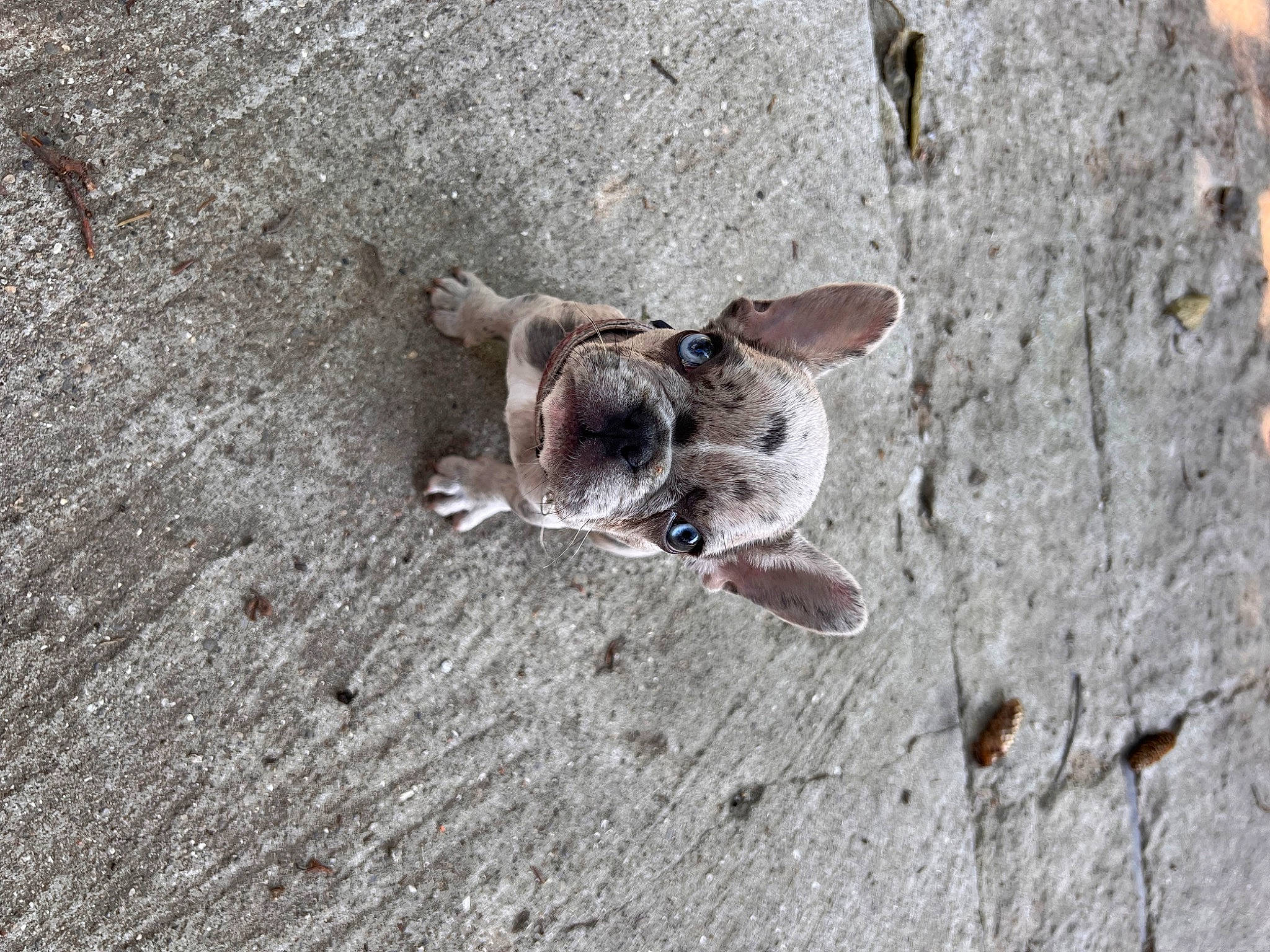 Chanel is registered to the contest to win money with this photo: asphalt, bedrock, canidae, carnivore, concrete, dog, dog_breed, fawn, paw, road_surface, rock, sand, snout, soil, sporting_group, tail, terrestrial_animal, trunk, wildlife, wood