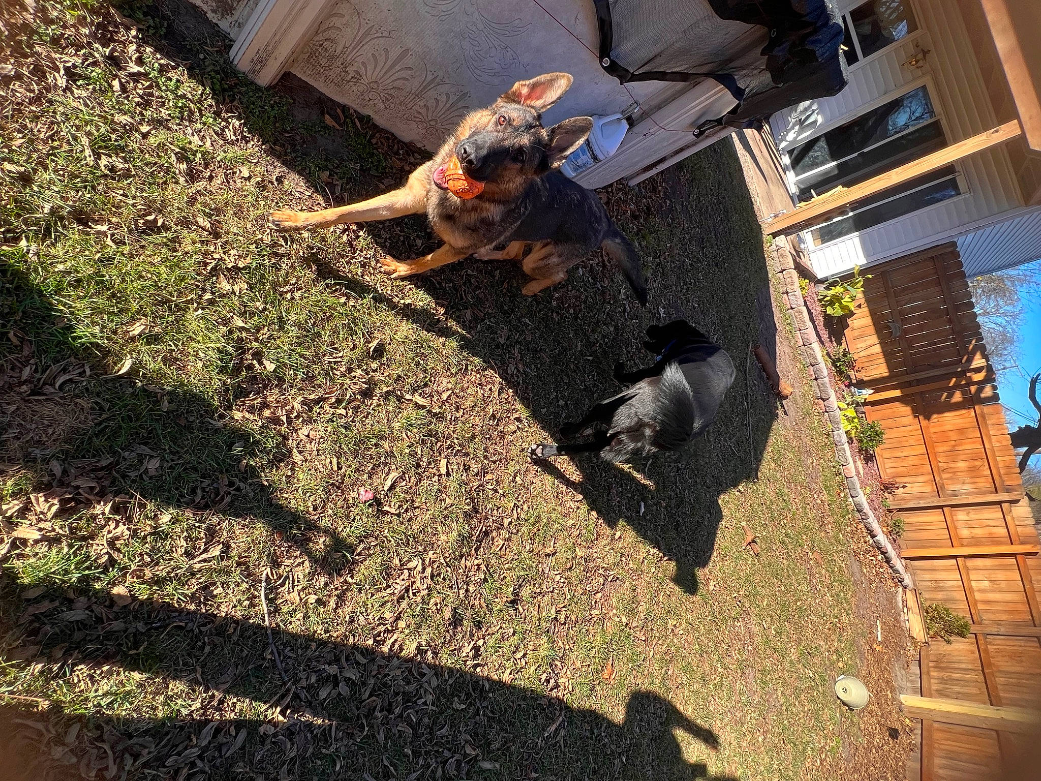 Nyla is registered to the contest to win money with this photo: building, canidae, carnivore, companion_dog, dog, dog_breed, flooring, fun, grass, guard_dog, leisure, road_surface, shadow, sitting, sky, soil, sporting_group, tail, tints_and_shades, tree