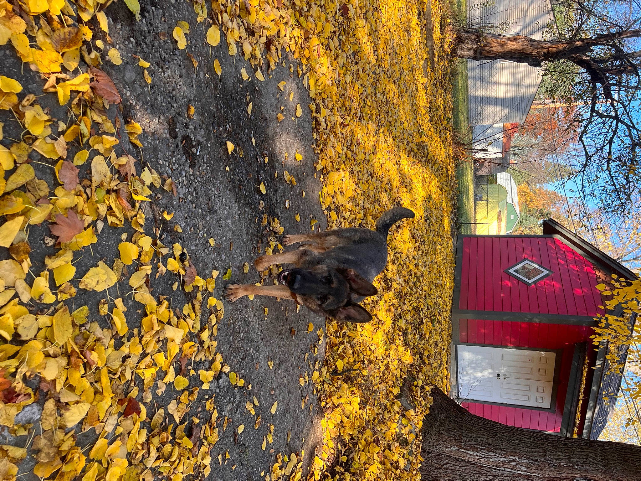 Nyla is registered to the contest to win money with this photo: asphalt, biome, branch, building, deciduous, grass, house, landscape, plant, road_surface, sunlight, tints_and_shades, tree, trunk, twig, wall, window, wood, woody_plant, yellow