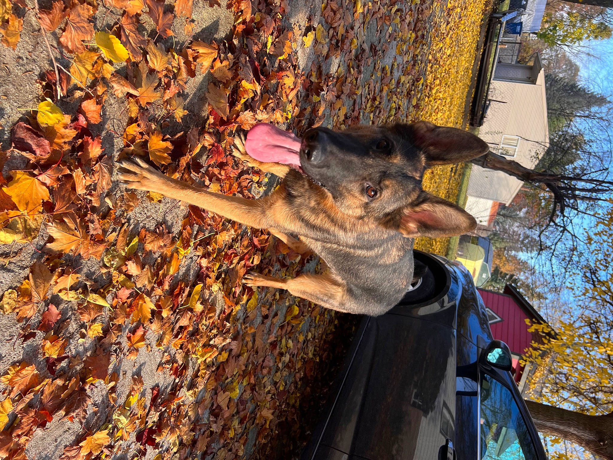 Nyla is registered to the contest to win money with this photo: auto_part, automotive_exterior, automotive_tire, automotive_wheel_system, branch, deciduous, fun, leisure, motor_vehicle, plant, sky, smile, soil, tire, tree, trunk, vehicle_door, water, wood, woody_plant