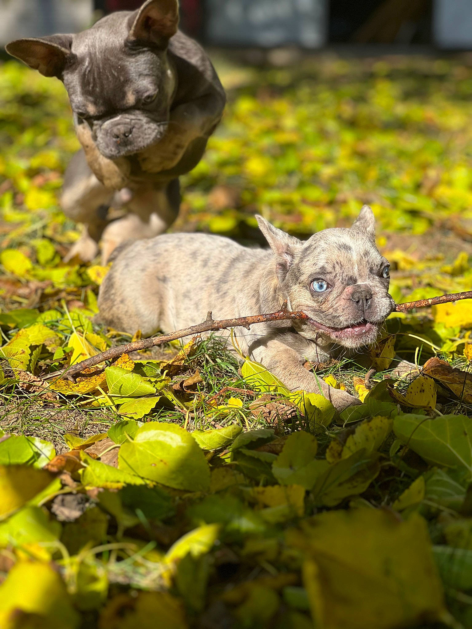 Coco joined the competition — help win amazing prizes! art, canidae, carnivore, dog_breed, fawn, felidae, fur, grass, groundcover, livestock, mammal, plant, snout, sporting_group, terrestrial_animal, vertebrate, whiskers, wilderness, wildlife, working_animal