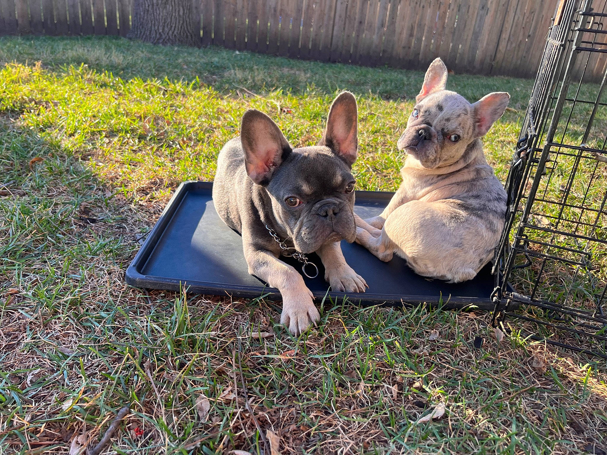 Coco is registered to the contest to win money with this photo: bulldog, canidae, carnivore, comfort, companion_dog, dog, dog_breed, fawn, felidae, fence, grass, leisure, plant, sitting, small_to_medium_sized_cats, snout, sporting_group, terrestrial_animal, toy_dog, whiskers