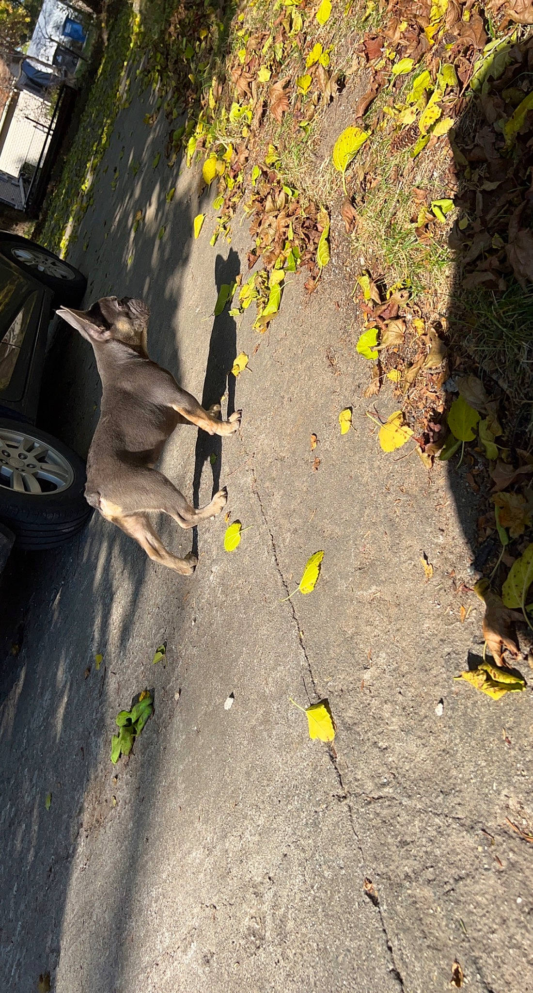 Coco is registered to the contest to win money with this photo: asphalt, automotive_tire, deciduous, grass, landscape, pedestrian, people_in_nature, plant, road, road_surface, shadow, sidewalk, soil, tar, tints_and_shades, tire, tree, trunk, wheel, wood
