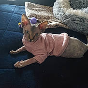 Chiquita joined the competition — help win amazing prizes! sphynx_cat, cat, hairless_cat, pink_sweater, bed, blanket, pet_bed, indoor, feline, animal, resting, cozy, soft_light, window_light, leopard_print, dark_blue, furniture, cute, pet, relaxed