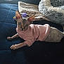 sphynx_cat, cat, hairless_cat, pink_sweater, bed, blanket, pet_bed, indoor, feline, animal, resting, cozy, soft_light, window_light, leopard_print, dark_blue, furniture, cute, pet, relaxed