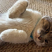 Buddy is registered to the contest to win money with this photo: cat, feline, fluffy, gray_and_white, fur, paws, upside_down, lying_down, carpet, indoor, pet, whiskers, eyes, nose, relaxed, sleepy, closeup, portrait, cute, playful