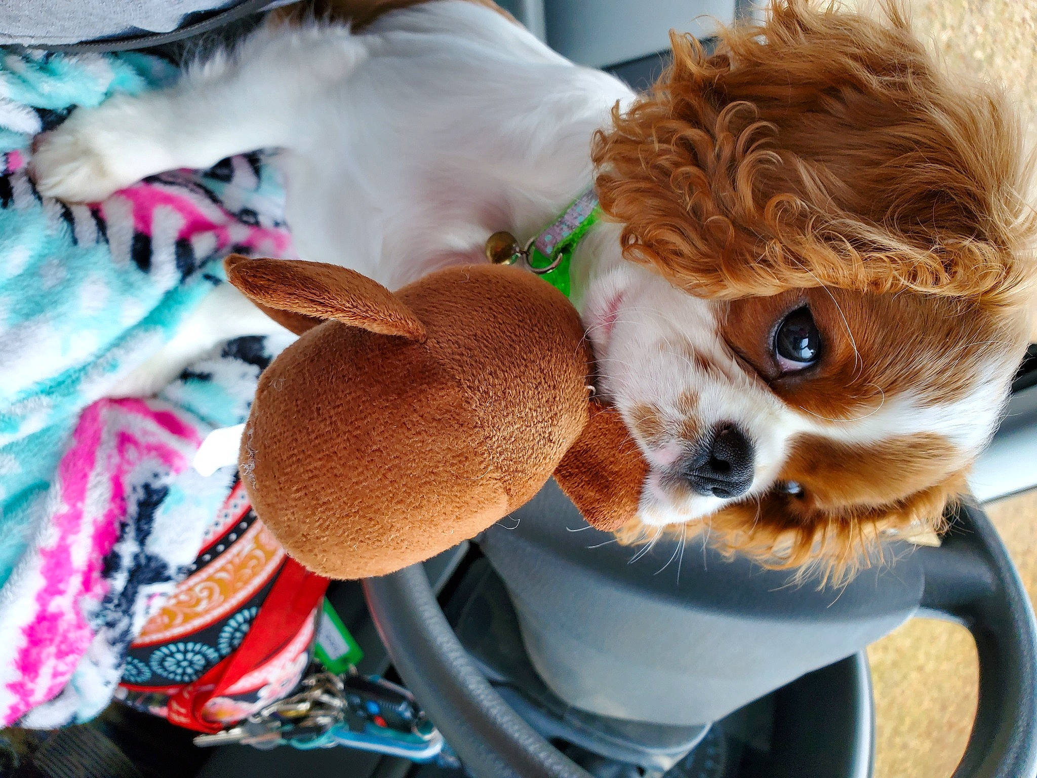Charlie Brown joined the competition — help win amazing prizes! brown_hair, canidae, carnivore, cavalier_king_charles_spaniel, companion_dog, dog, dog_breed, ear, fawn, fur, hat, king_charles_spaniel, plush, puppy, puppy_love, sporting_group, stuffed_toy, toy, toy_dog