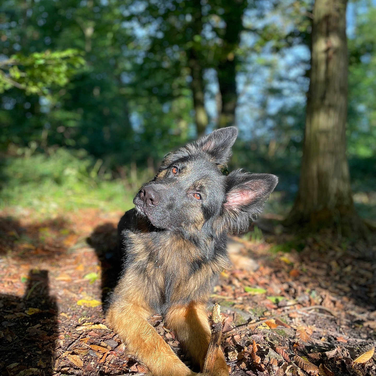 Ume participe au concours pour gagner de l'argent avec cette photo : animal, canine, den, dog, germanshepherd, grass, grove, jungle, land, nature, outdoors, pet, plant, puppy, rainforest, soil, tree, treetrunk, vegetation, woodland