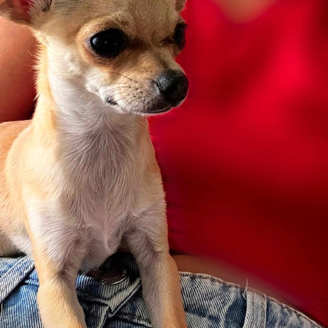 Lulli participe au concours pour gagner de l'argent avec cette photo : adult, animal, canine, chihuahua, clothing, cockerspaniel, dog, jeans, male, man, pants, papillon, person, pet, puppy, terrier