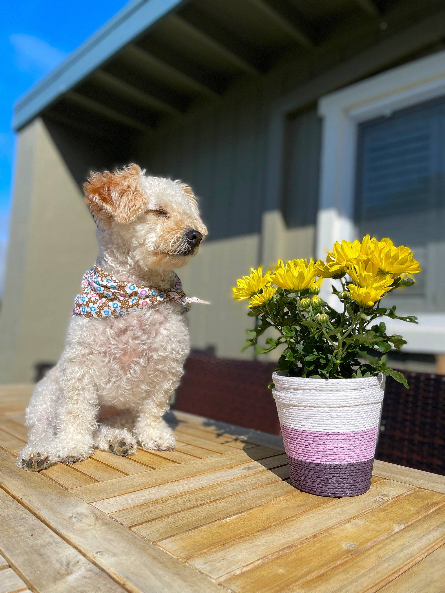 Ava joined the competition — help win amazing prizes! carnivore, companion_dog, dog, dog_breed, dog_clothes, dog_collar, fawn, flower, flowerpot, houseplant, plant, poodle, sky, sporting_group, sunglasses, terrier, toy_dog, water_dog, window, wood