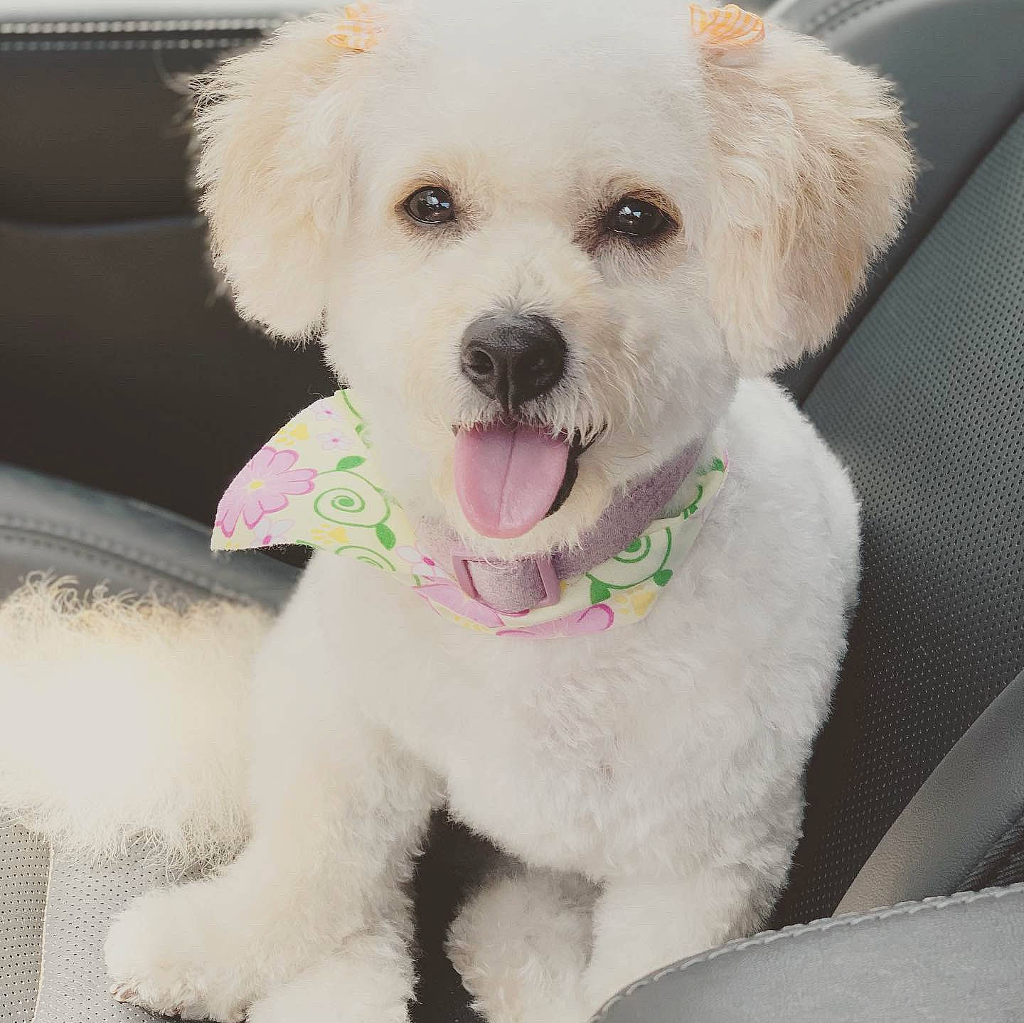 Ava joined the competition — help win amazing prizes! canidae, carnivore, collar, companion_dog, dog, dog_breed, dog_collar, firefighter, fur, labradoodle, maltepoo, poodle, shih_poo, small_terrier, snout, sporting_group, terrier, toy_dog, water_dog, working_animal