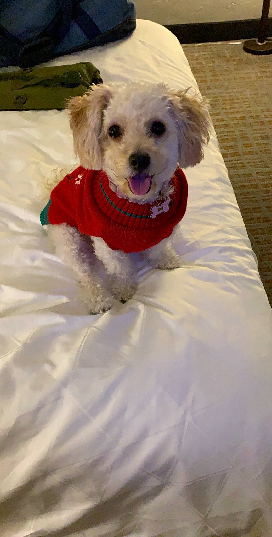 Ava joined the competition — help win amazing prizes! canidae, carnivore, collar, companion_dog, dog, dog_breed, dog_clothes, dog_collar, dog_supply, fawn, labradoodle, pet_supply, small_terrier, snout, sporting_group, terrier, toy, toy_dog, water_dog, working_animal