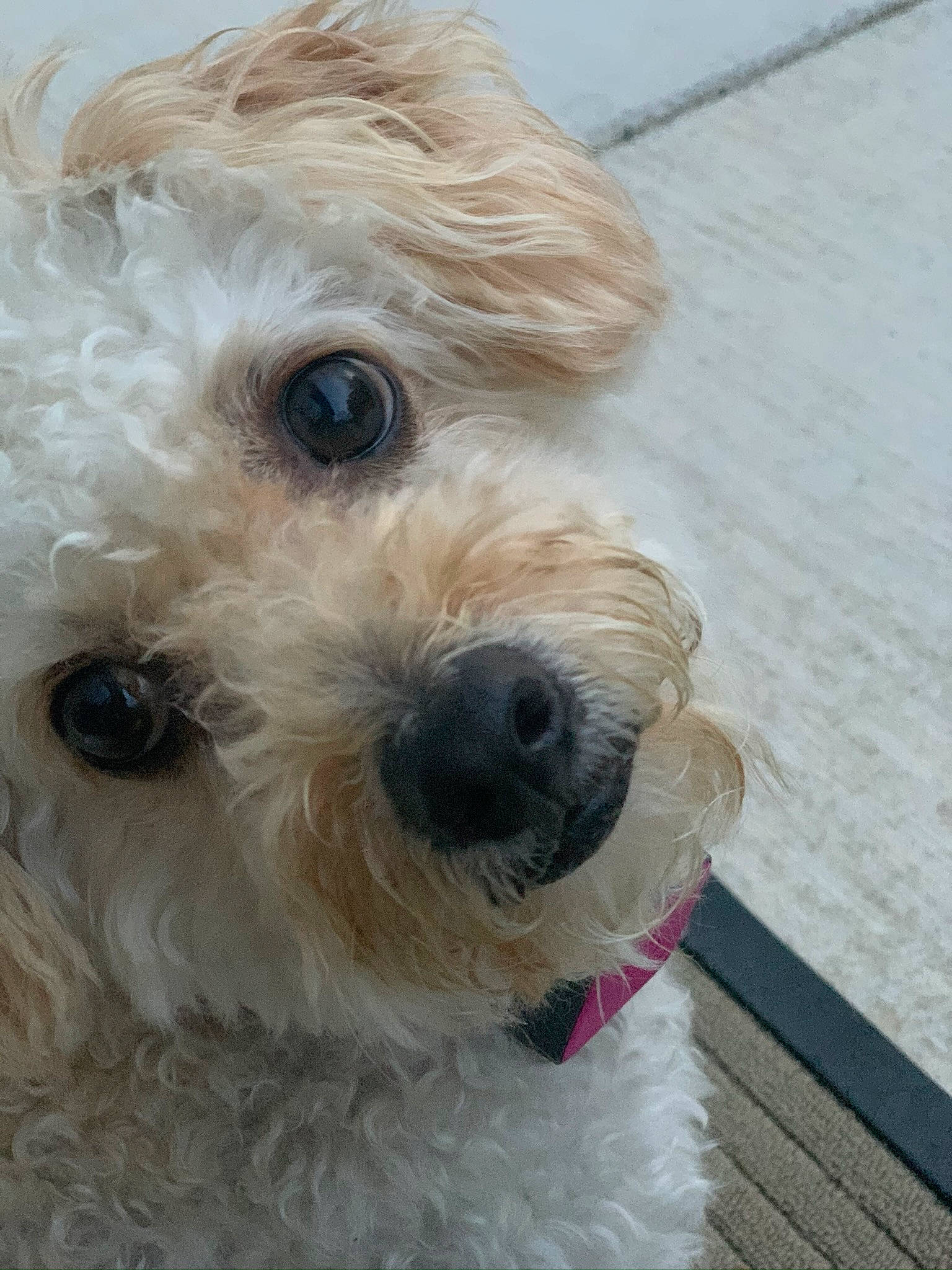 Ava joined the competition — help win amazing prizes! canidae, carnivore, cockapoo, collar, companion_dog, dog, dog_breed, dog_collar, dog_supply, fur, labradoodle, maltepoo, poodle_crossbreed, small_terrier, snout, sporting_group, sunglasses, terrier, toy_dog, working_animal