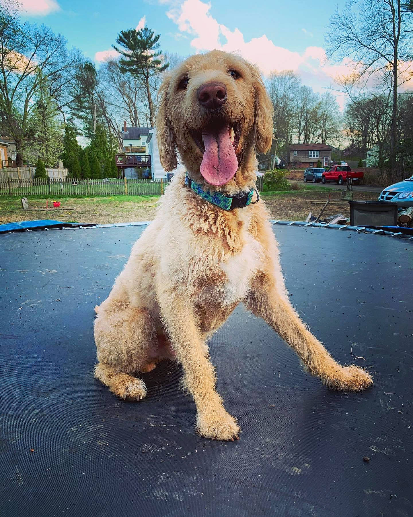 Franklin joined the competition — help win amazing prizes! canidae, carnivore, cockapoo, companion_dog, dog, dog_breed, dog_walking, fawn, goldendoodle, labradoodle, mammal, spinone_italiano, sporting_group, vertebrate